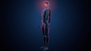 Tiroid hormonları. 3d illüstrasyon