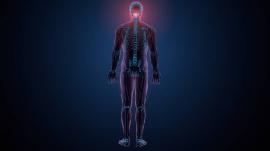 Tiroid hormonları. 3d illüstrasyon