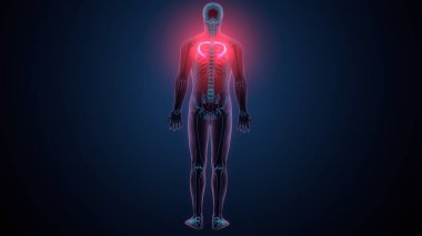 Tiroid hormonları. 3d illüstrasyon