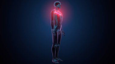 Tiroid hormonları. 3d illüstrasyon