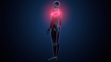 Tiroid hormonları. 3d illüstrasyon