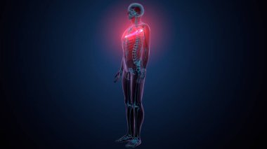 Tiroid hormonları. 3d illüstrasyon