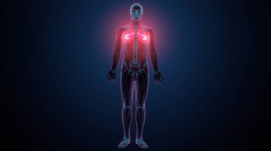 Tiroid hormonları. 3d illüstrasyon