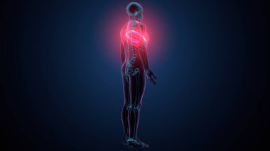 Tiroid hormonları. 3d illüstrasyon