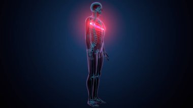 Tiroid hormonları. 3d illüstrasyon