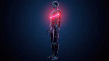 Tiroid hormonları. 3d illüstrasyon