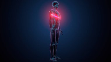 Tiroid hormonları. 3d illüstrasyon