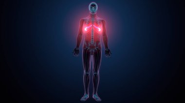 Tiroid hormonları. 3d illüstrasyon