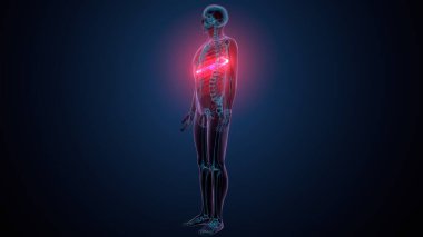 Tiroid hormonları. 3d illüstrasyon