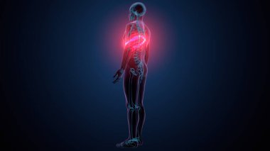 Tiroid hormonları. 3d illüstrasyon