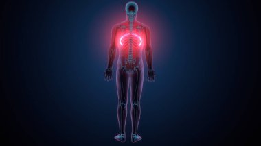 Tiroid hormonları. 3d illüstrasyon