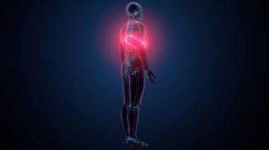 Tiroid hormonları. 3d illüstrasyon