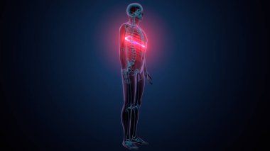 Tiroid hormonları. 3d illüstrasyon