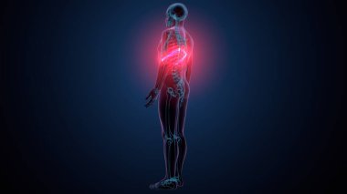 Tiroid hormonları. 3d illüstrasyon