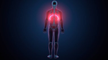 Tiroid hormonları. 3d illüstrasyon