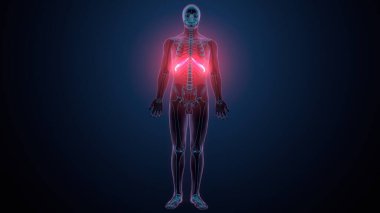 Tiroid hormonları. 3d illüstrasyon