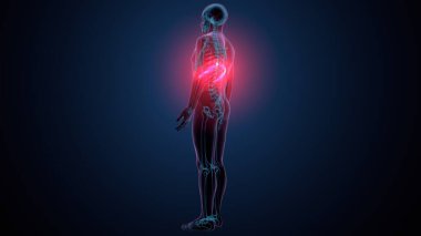 Tiroid hormonları. 3d illüstrasyon