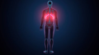 Tiroid hormonları. 3d illüstrasyon
