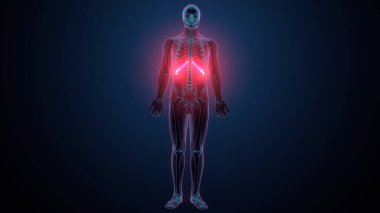 Tiroid hormonları. 3d illüstrasyon