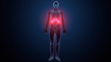 İnsan omurga anatomisi. 3d hazırlayıcı