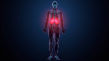 İnsan omurga anatomisi. 3d hazırlayıcı