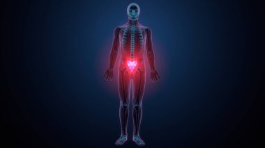 İnsan omurga anatomisi. 3d hazırlayıcı