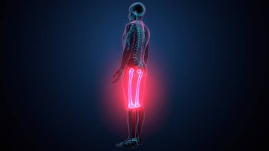 İnsan omurga anatomisi. 3d hazırlayıcı