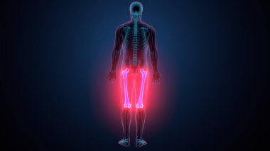İnsan omurga anatomisi. 3d hazırlayıcı