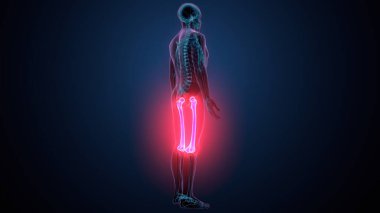 İnsan omurga anatomisi. 3d hazırlayıcı