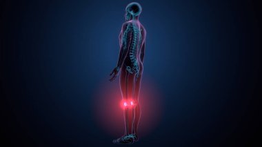 İnsan omurga anatomisi. 3d hazırlayıcı