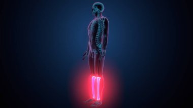 İnsan omurga anatomisi. 3d hazırlayıcı