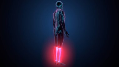 İnsan omurga anatomisi. 3d hazırlayıcı