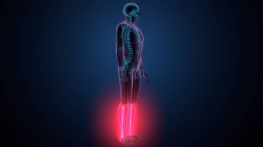 İnsan omurga anatomisi. 3d hazırlayıcı
