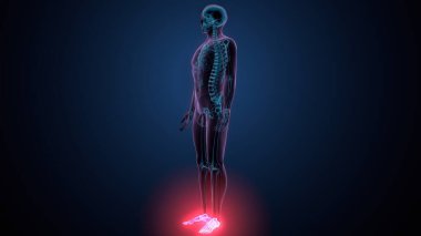 İnsan omurga anatomisi. 3d hazırlayıcı