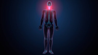 İnsan omurga anatomisi. 3d hazırlayıcı