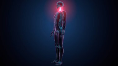 İnsan omurga anatomisi. 3d hazırlayıcı