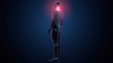 İnsan omurga anatomisi. 3d hazırlayıcı