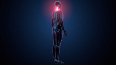 İnsan omurga anatomisi. 3d hazırlayıcı