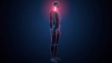 İnsan omurga anatomisi. 3d hazırlayıcı