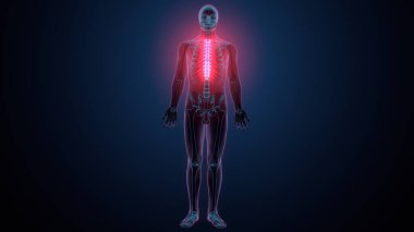 İnsan omurga anatomisi. 3d hazırlayıcı