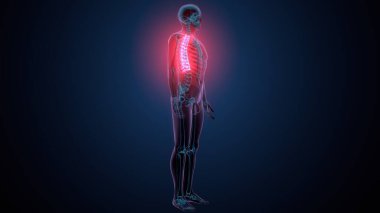 İnsan omurga anatomisi. 3d hazırlayıcı