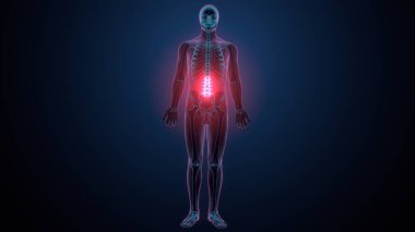 İnsan omurga anatomisi. 3d hazırlayıcı