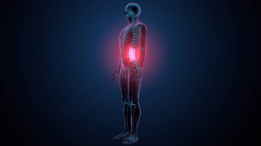 İnsan omurga anatomisi. 3d hazırlayıcı