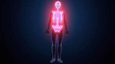 İnsan omurga anatomisi. 3d hazırlayıcı