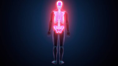 İnsan omurga anatomisi. 3d hazırlayıcı