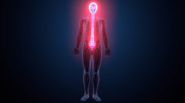 İnsan omurga anatomisi. 3d hazırlayıcı