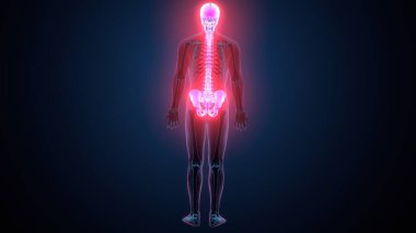 İnsan omurga anatomisi. 3d hazırlayıcı