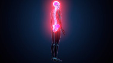 İnsan omurga anatomisi. 3d hazırlayıcı