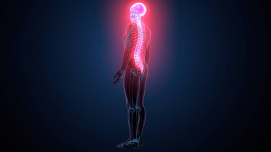 İnsan omurga anatomisi. 3d hazırlayıcı