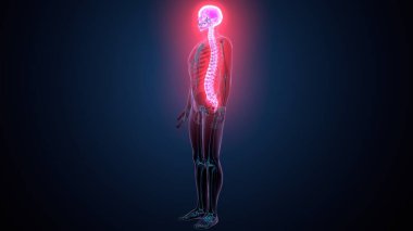 İnsan omurga anatomisi. 3d hazırlayıcı